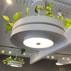 Botánica Grande 5
